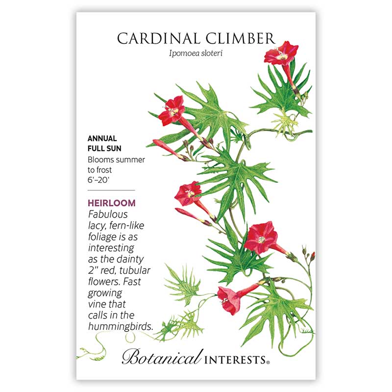 Cardinal Climber Seeds       view 3