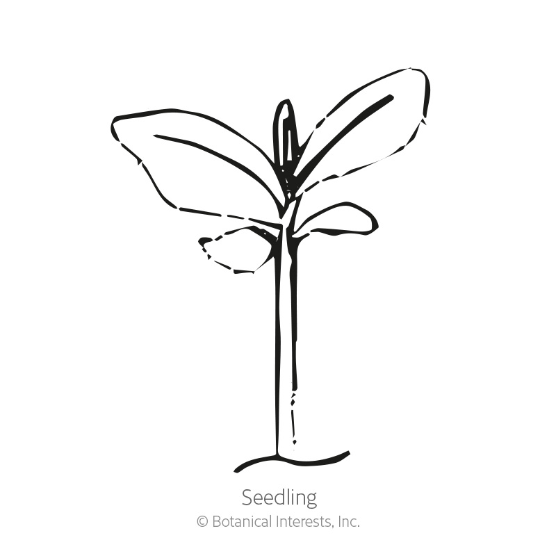 English Tall/Vera Lavender Seeds      view 2