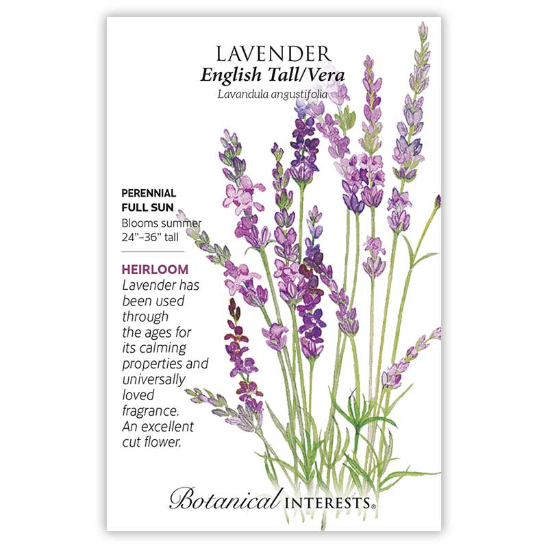 English Tall/Vera Lavender Seeds      view 3