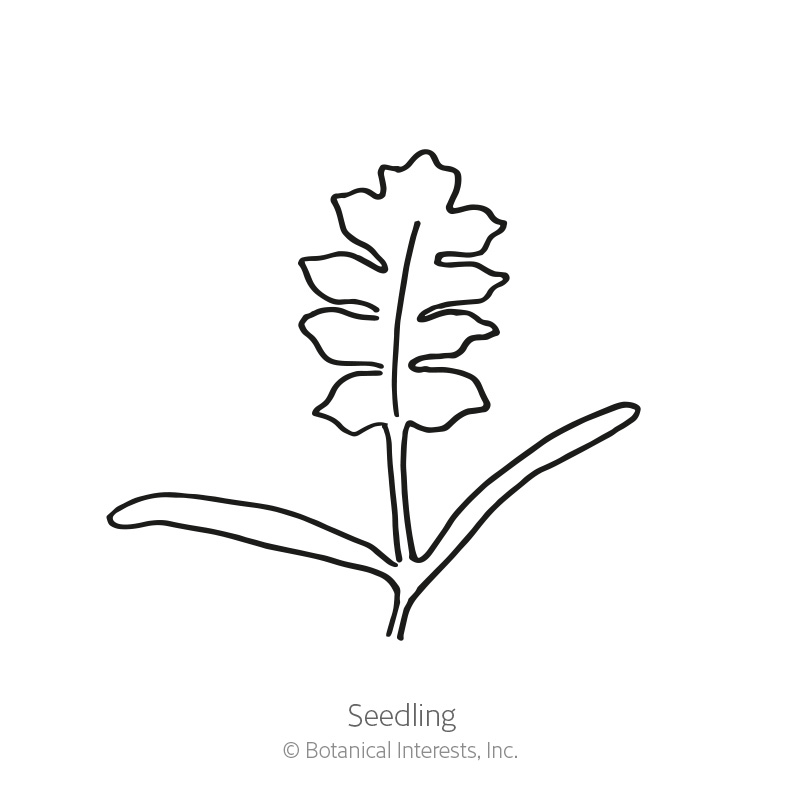 Shirley Single Blend Corn Poppy Seeds     view 2