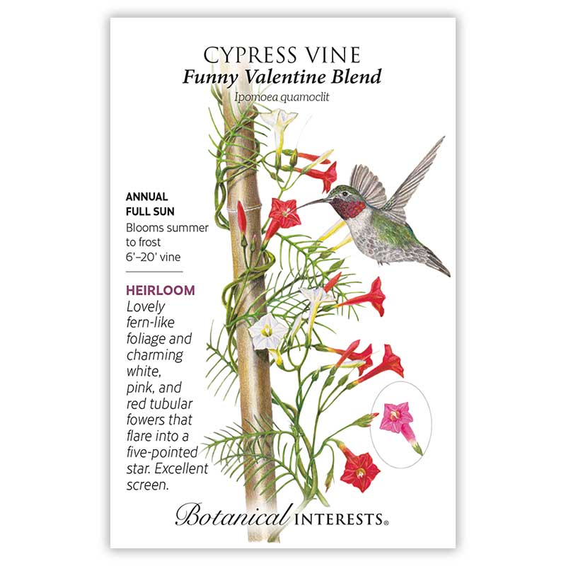 Funny Valentine Blend Cypress Vine Seeds    view 3