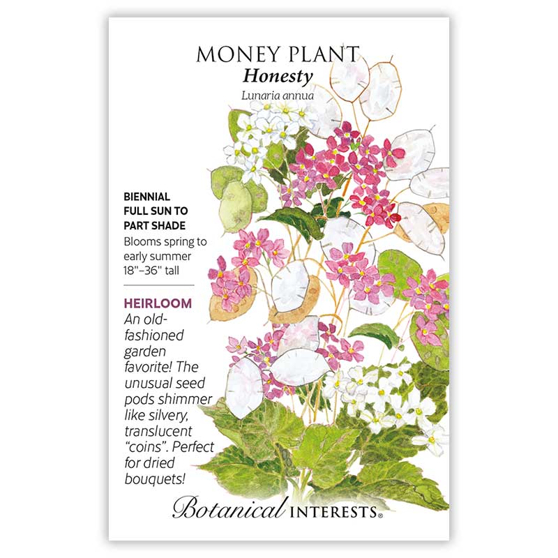 Honesty Money Plant Seeds      view 3