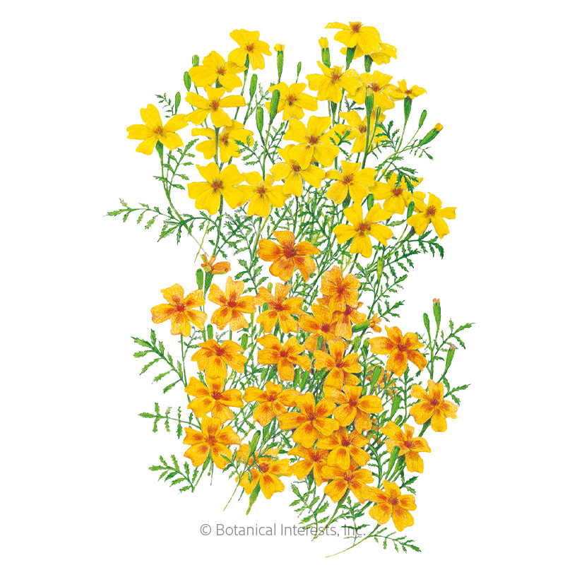 Lemon & Tangerine Gems Signet Marigold Seeds    