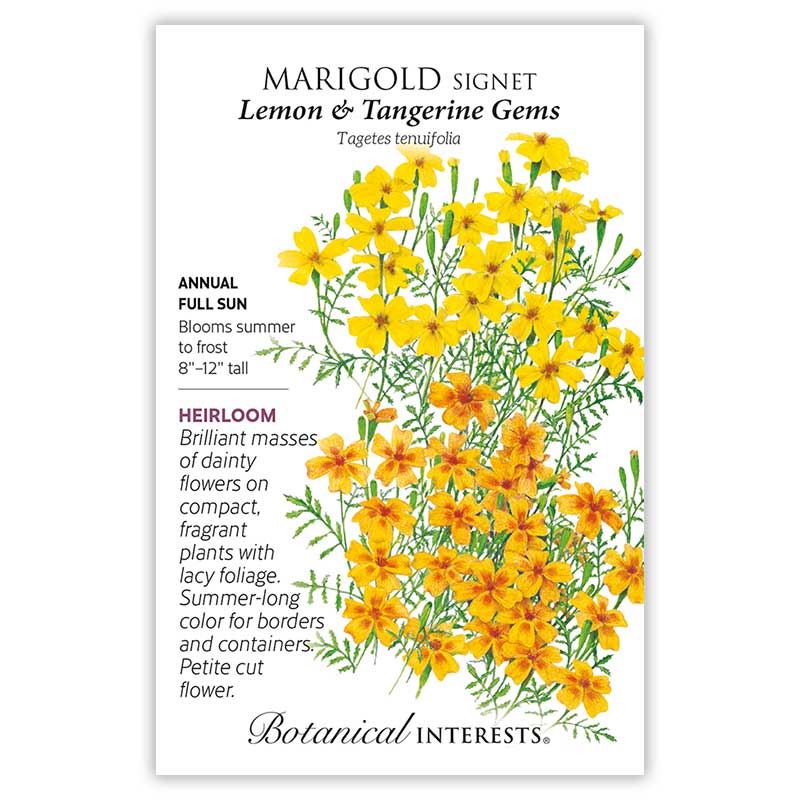 Lemon & Tangerine Gems Signet Marigold Seeds     view 3