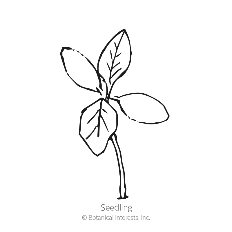 Love-Lies-Bleeding Amaranth Seeds  view 2
