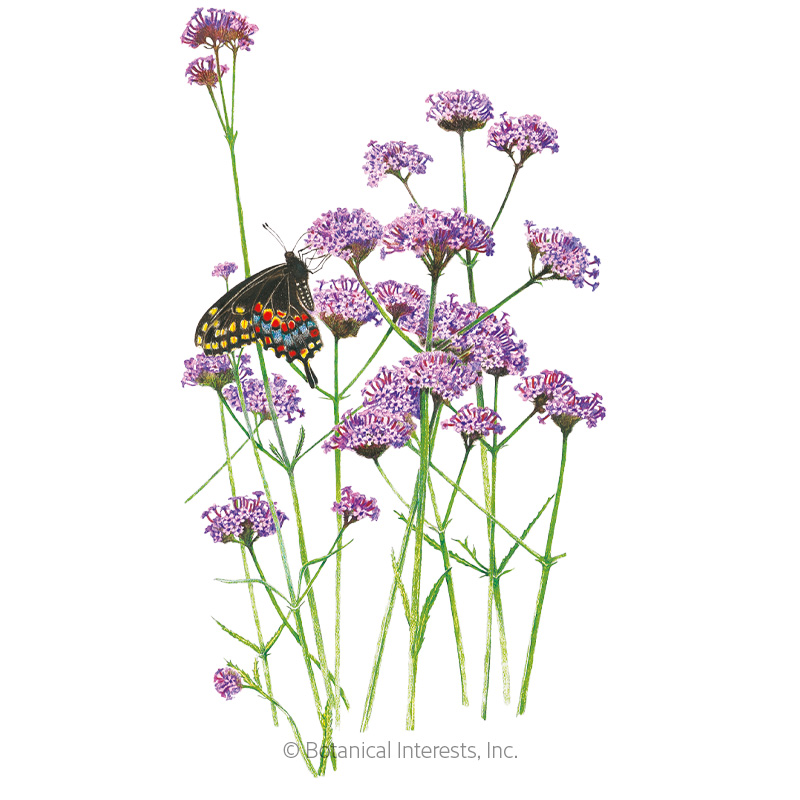 Brazilian Vervain Verbena Seeds      view 1