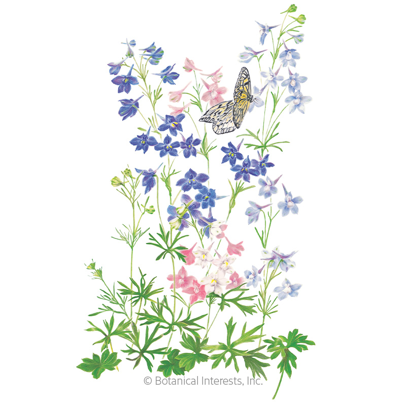 Butterfly Blend Delphinium Seeds     
