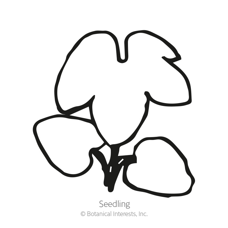 Butterfly Blend Delphinium Seeds      view 2