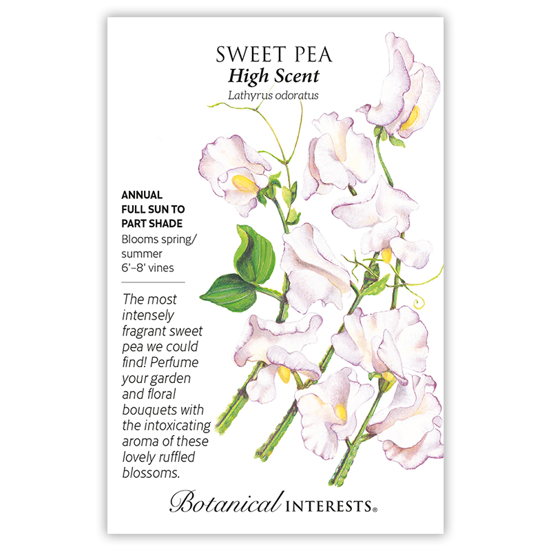 High Scent Sweet Pea Seeds     view 3