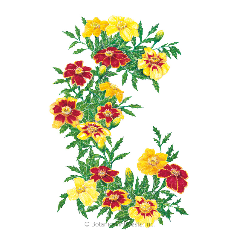 Favourite Blend French Marigold Seeds     view 1
