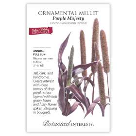 Purple Majesty Ornamental Millet Seeds     view 3