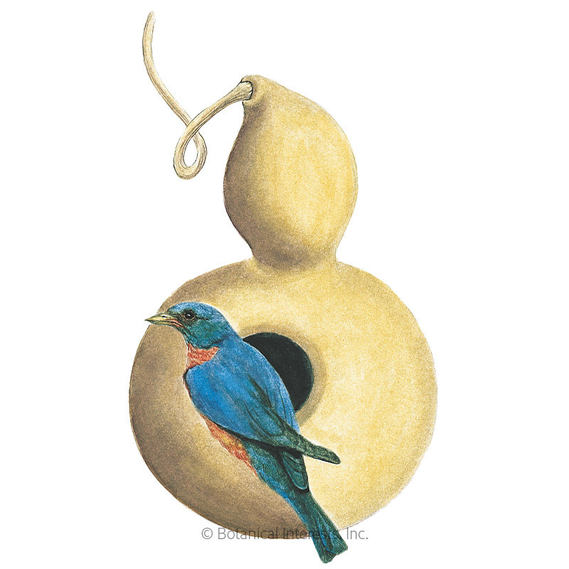 Birdhouse Hard-Shelled Gourd Seeds     