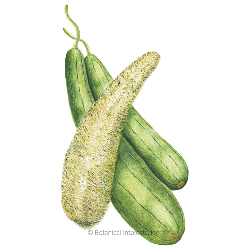 Luffa Gourd Seeds      