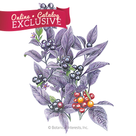 Black Pearl Ornamental Pepper Seeds     - Online Exclusive