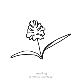 White Lace Orlaya Seeds      view 2