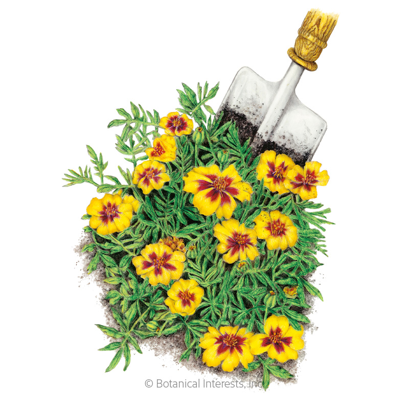 Naughty Marietta French Marigold Seeds    