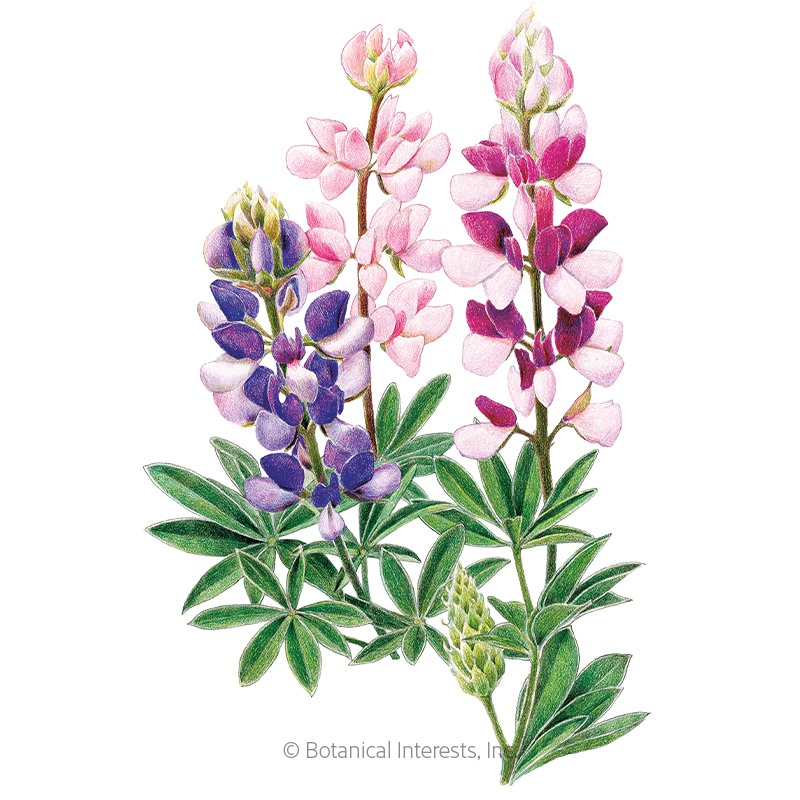 Pixie Delight Lupine Seeds      view 1