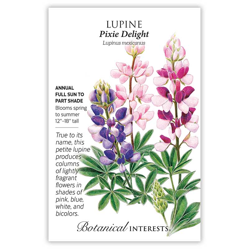 Pixie Delight Lupine Seeds      view 3