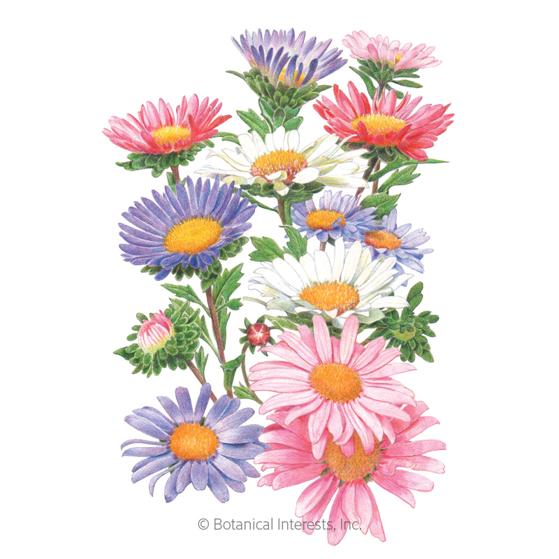 China Aster Blend Aster Seeds     view 1