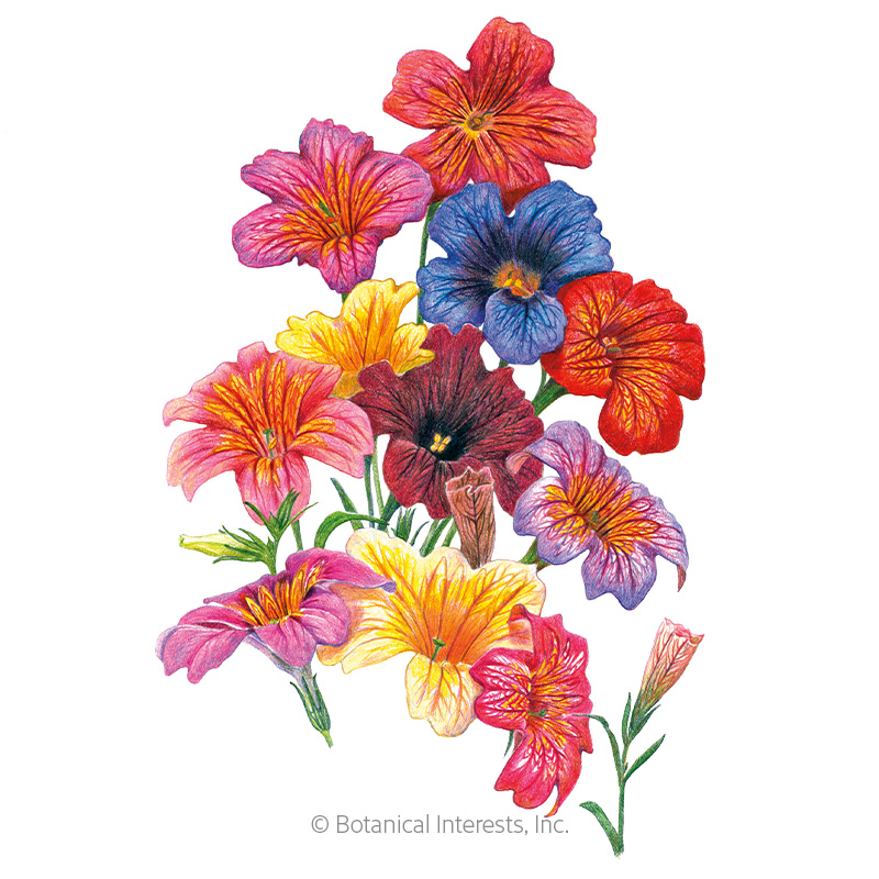 Superbissima Blend Salpiglossis Seeds     