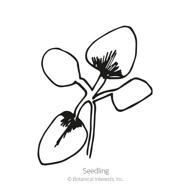 Superbissima Blend Salpiglossis Seeds      view 2