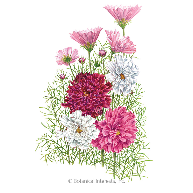 Double Click Blend Cosmos Seeds     view 1