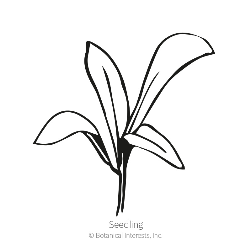 Oopsy Daisy Calendula (Pot Marigold) Seeds    view 2