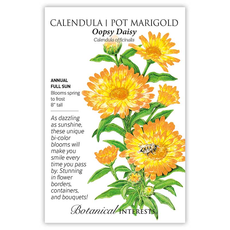Oopsy Daisy Calendula (Pot Marigold) Seeds    view 3