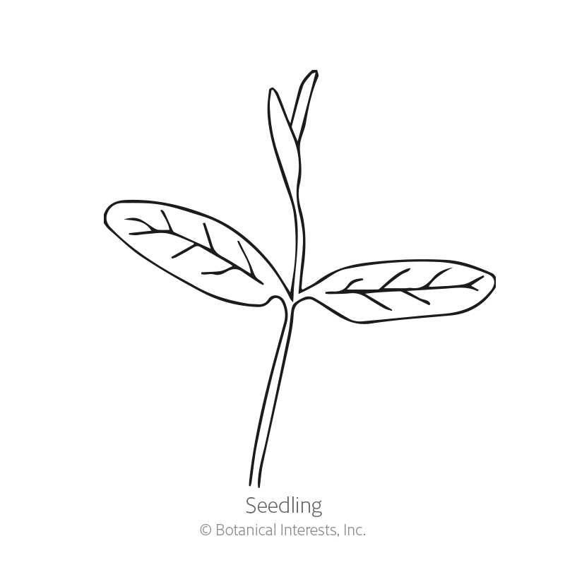 Common Milkweed/Butterfly Flower Seeds     view 2
