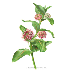 Showy Milkweed/Butterfly Flower Seeds    