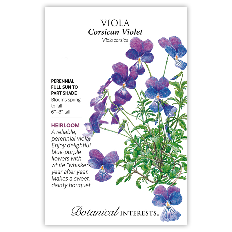 Corsican Violet Viola Seeds      view 3