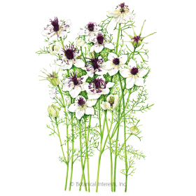 African Bride Love-In-A-Mist Seeds     view 1