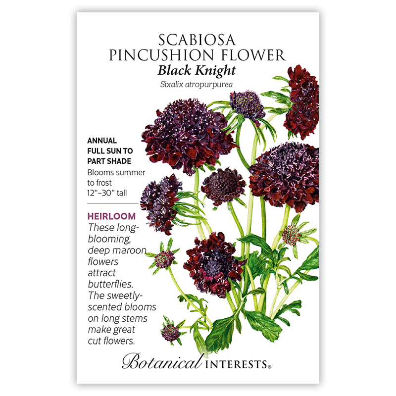 Black Knight Scabiosa Pincushion Flower Seeds   view 3