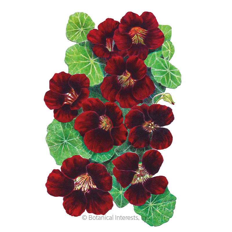 Black Velvet Nasturtium Seeds     
