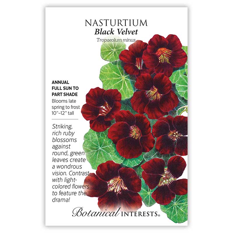 Black Velvet Nasturtium Seeds      view 3