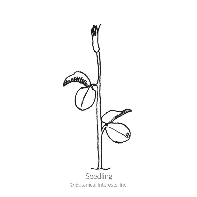 Elegance Blend Sweet Pea Seeds view 2