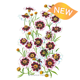 Incredible! Swirl Coreopsis Seeds