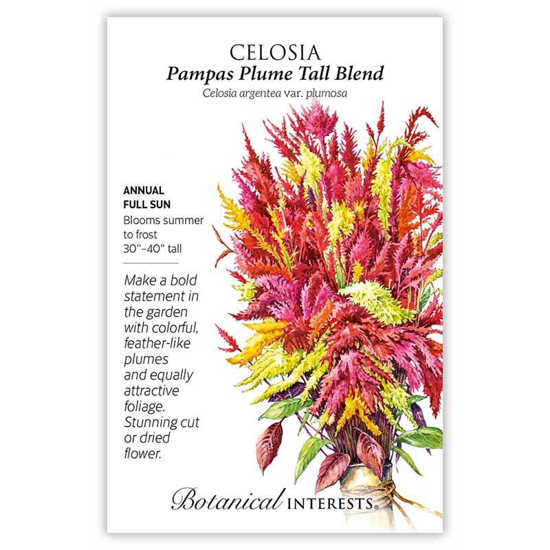 Pampas Plume Tall Blend Celosia Seeds view 3