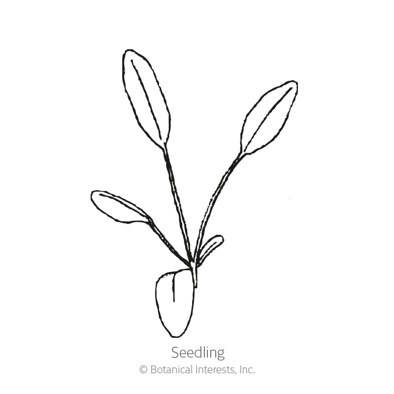 Plains Coreopsis Seeds      view 2