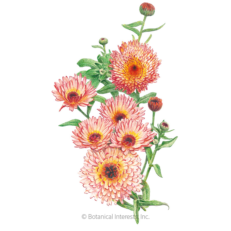 Zeolights Calendula (Pot Marigold) Seeds   