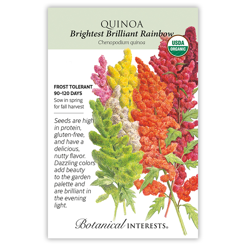 Brightest Brilliant Rainbow Quinoa Seeds     view 3