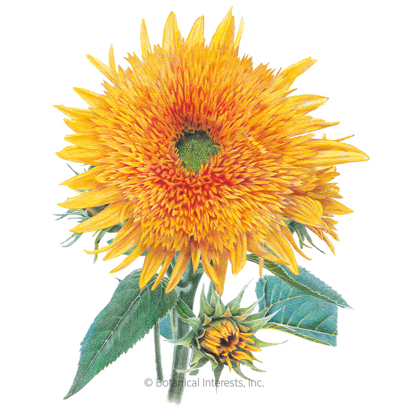 Goldy Honey Bear Sunflower Seeds     view 1