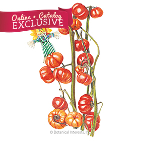 Pumpkin on a Stick Seeds     - Online Exclusive