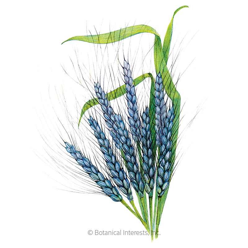 Utrecht Blue Wheat Seeds     