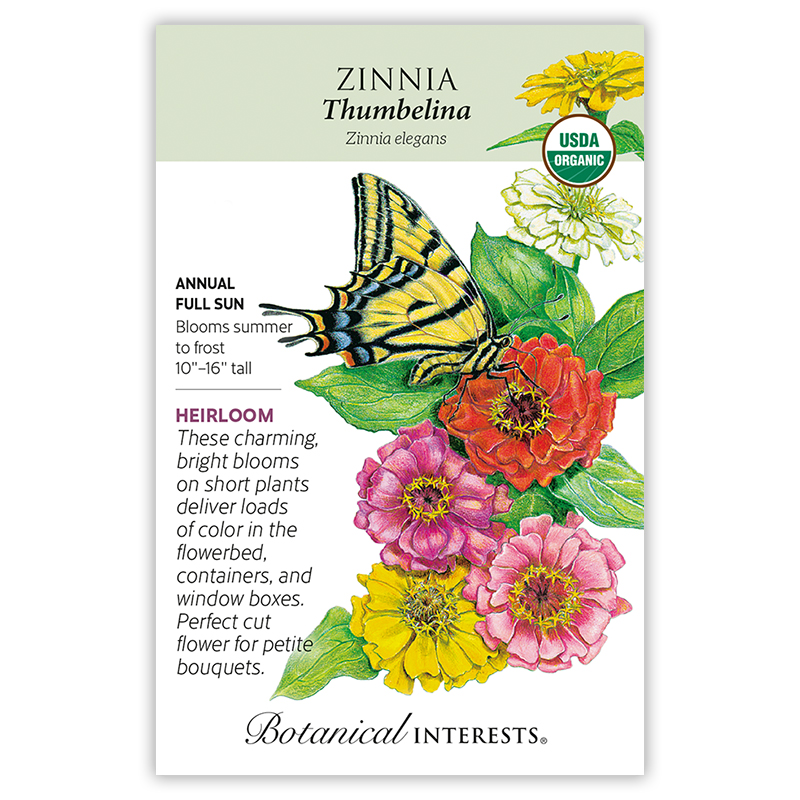 Thumbelina Zinnia Seeds       view 4