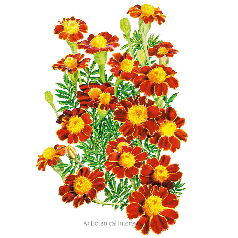 Red Metamorph French Marigold Seeds     view 1