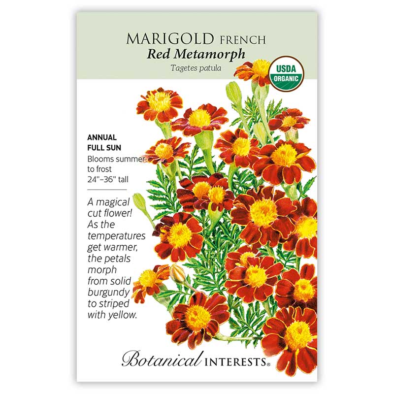 Red Metamorph French Marigold Seeds     view 3