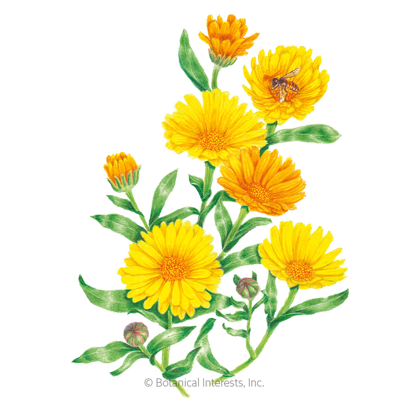 Resina Calendula (Pot Marigold) Seeds   