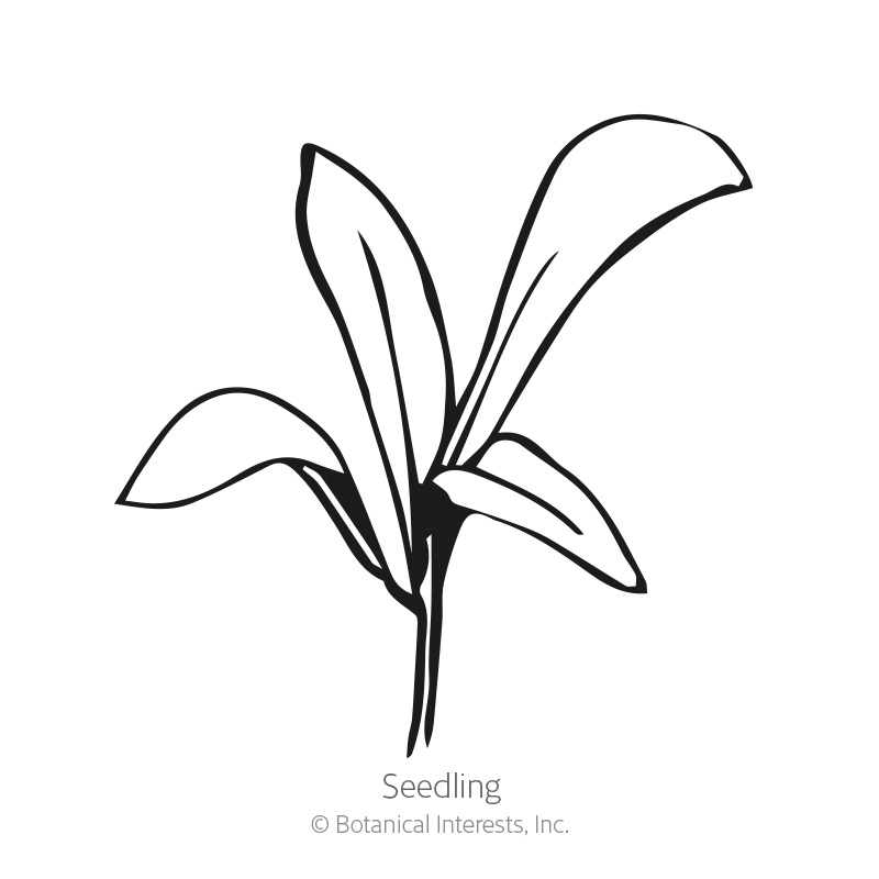 Resina Calendula (Pot Marigold) Seeds    view 2