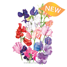 Mammoth Blend Sweet Pea Seeds view 1